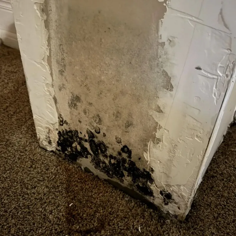 Professional Mold Removal in Kent, WA